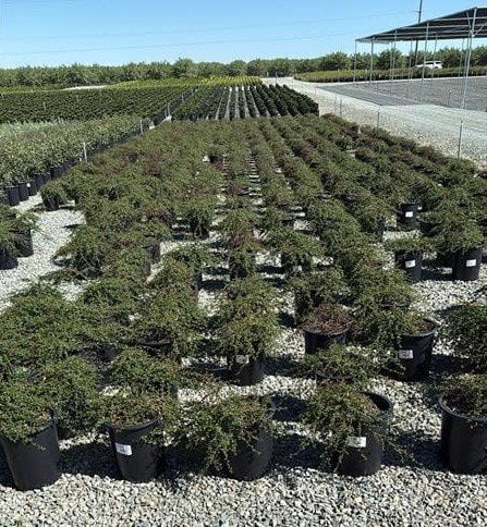 Photo for Ceanothus 'Dark Star' (Dark Star Ceanothus)