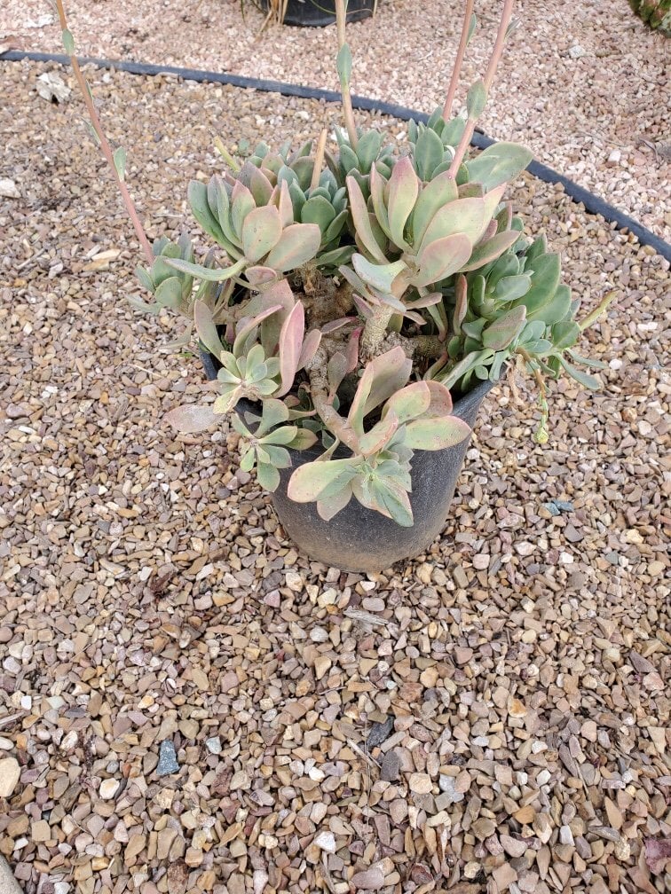 Photo for Calandrinia grandiflora (Rock Purslane)