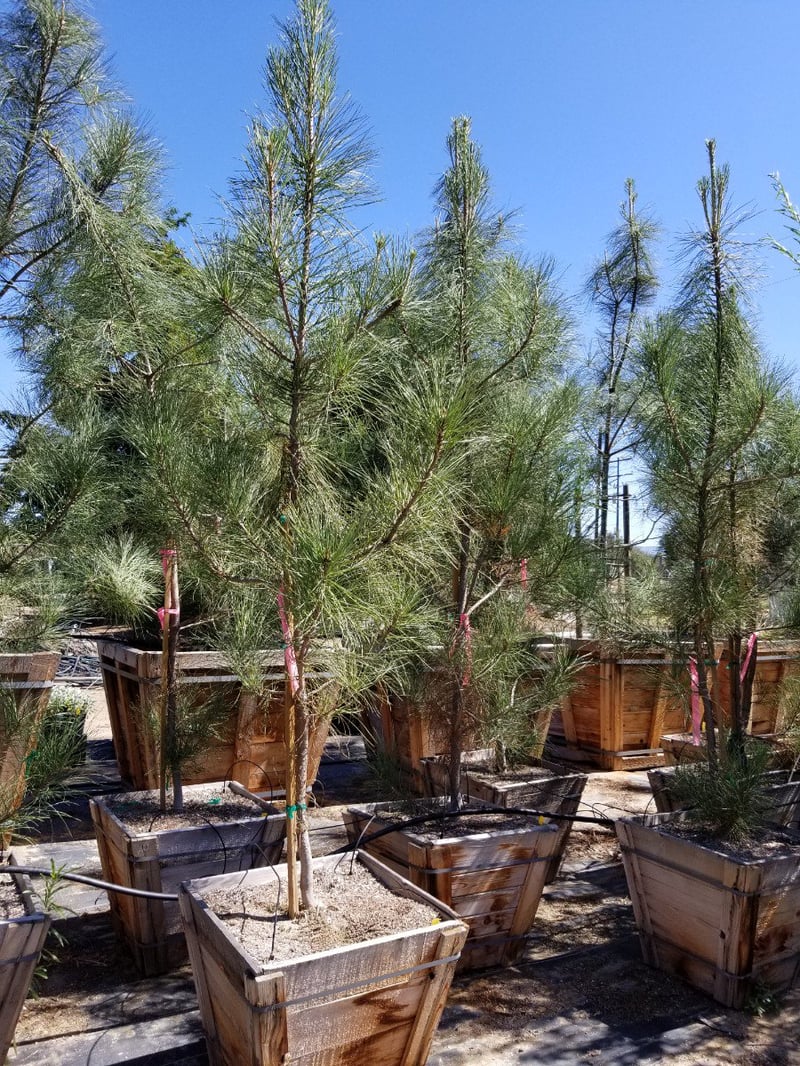 Photo for Pinus torreyana (Low Branching) (Torrey Pine)