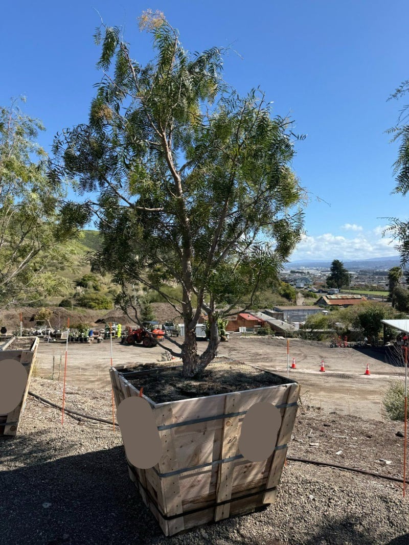 Photo for Schinus molle (Multi) (California Pepper Tree)