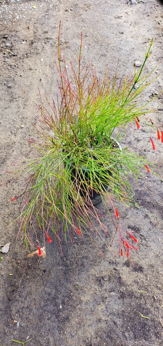 Photo for Russelia equisetiformis (Coral Fountain, Firecracker Plant)