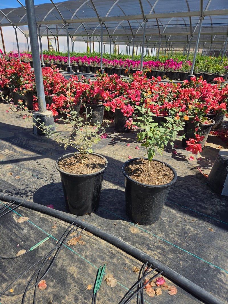 Photo for Sphaeralcea ambigua (Apricot Mallow)