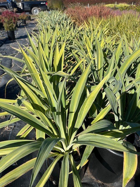 Photo for Beschorneria yuccoides (Mexican Lily, Amole)