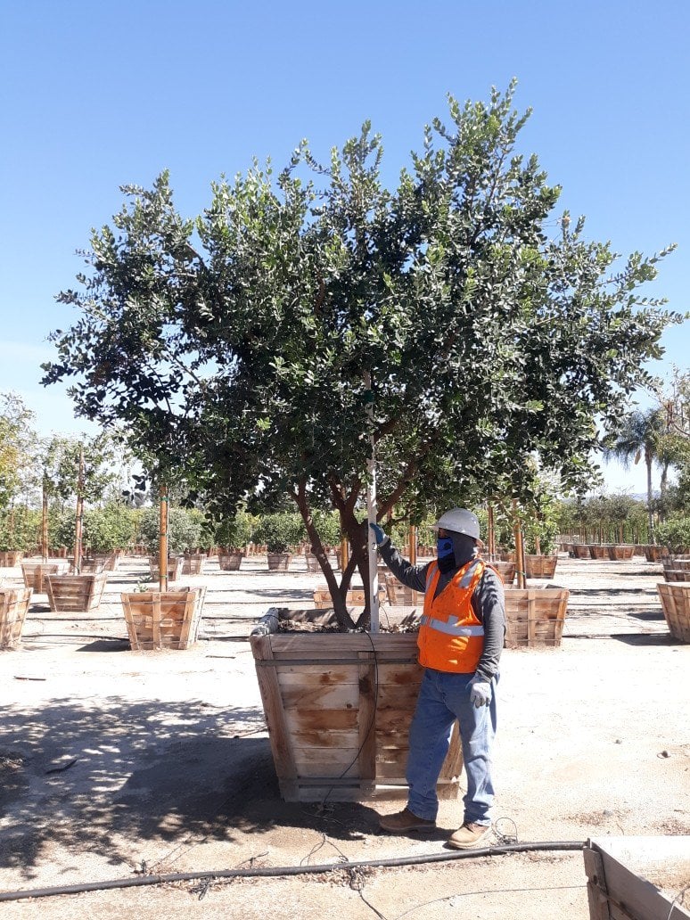 Photo for Metrosideros excelsa (Low Branching) (New Zealand Christmas Tree)
