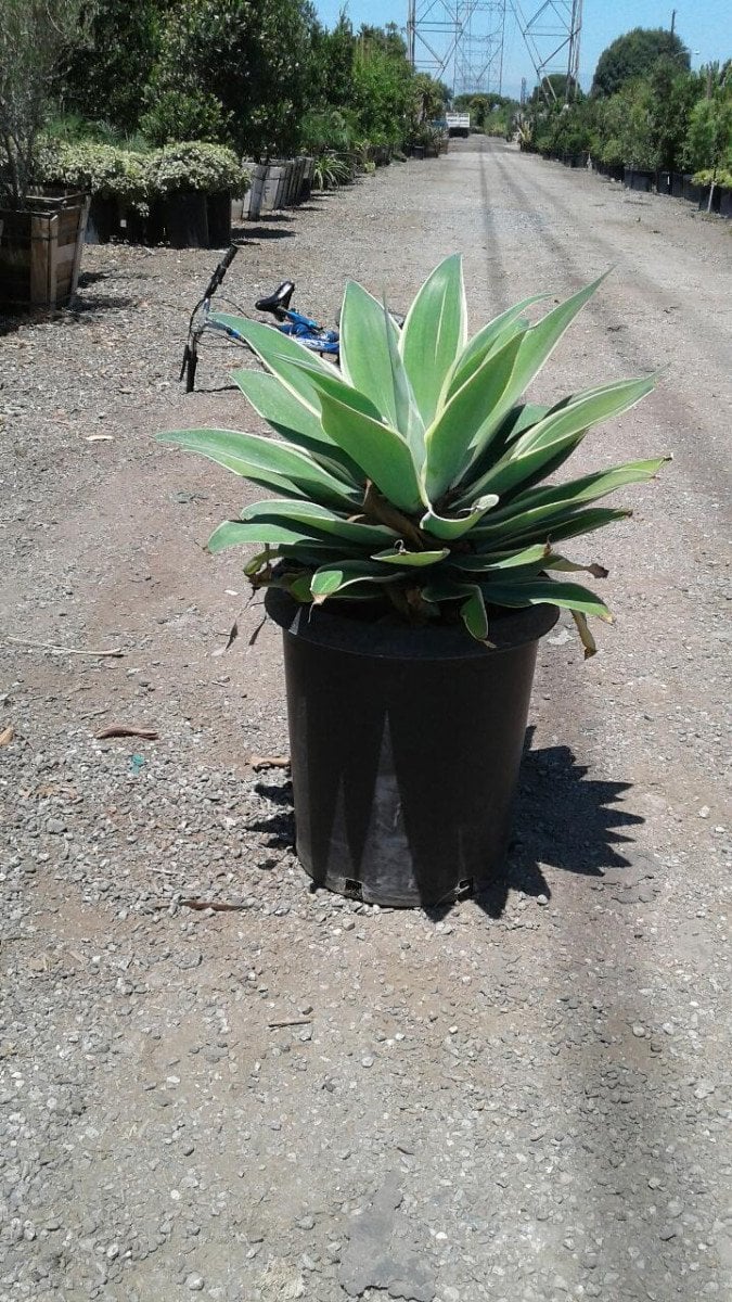 Photo for Agave attenuata 'Ray of Light' (Ray of Light Fox Tail Agave)