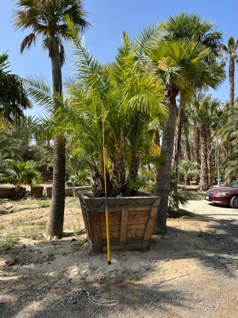 Photo for Phoenix reclinata (Multi) (Senegal Date Palm)