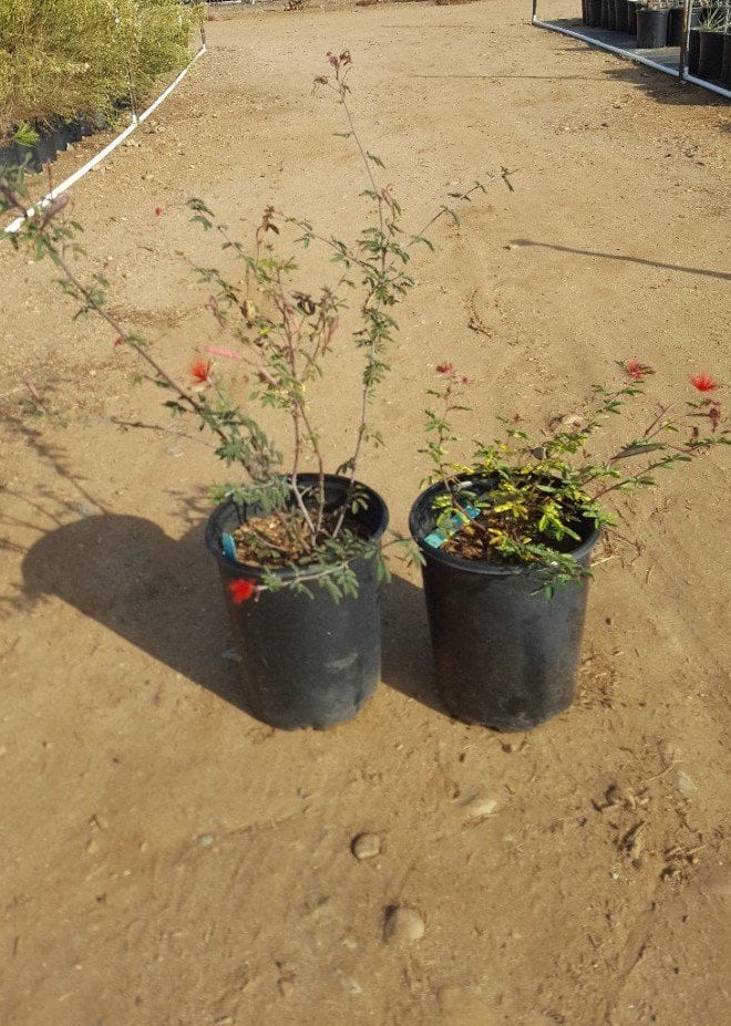 Photo for Calliandra californica (Red Fairy Duster)