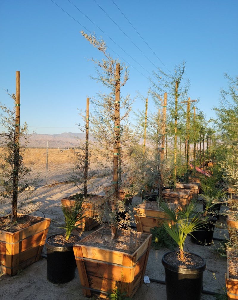 Photo for Acacia aneura (Mulga)