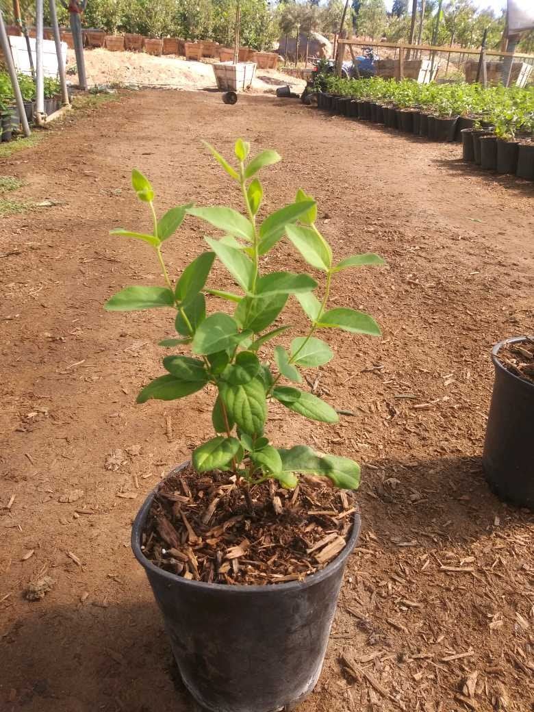 Photo for Lonicera japonica 'Halliana' (Japanese Honeysuckle)