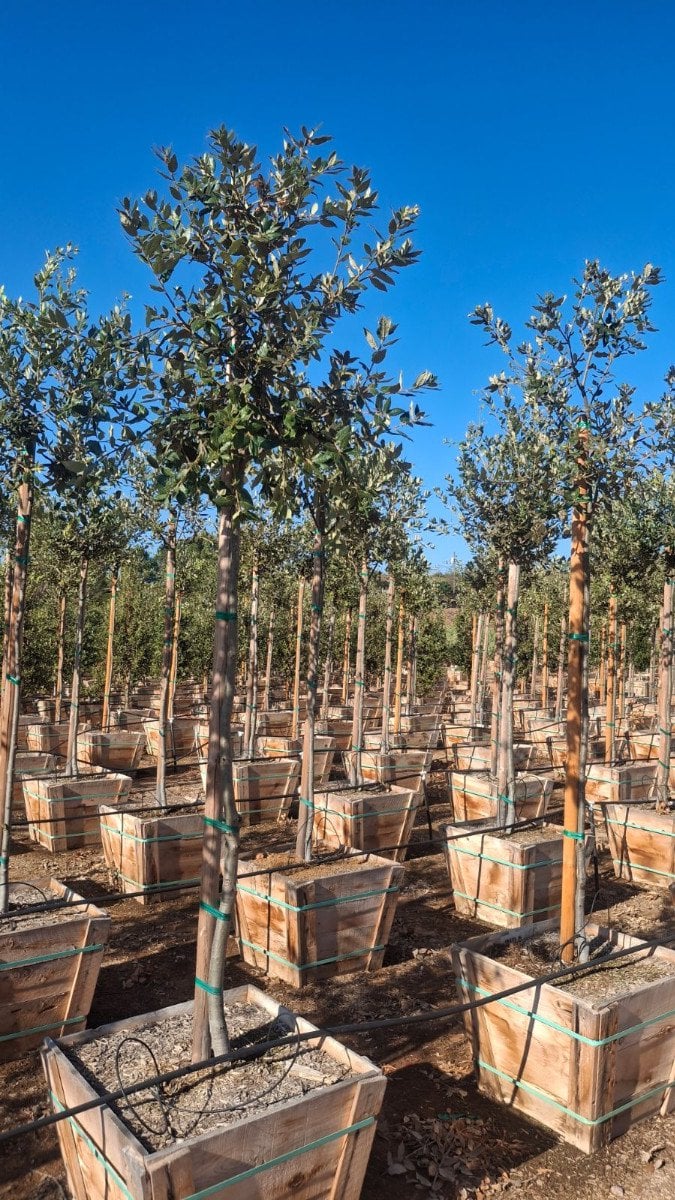 Photo for Quercus ilex (Holly Oak, Holm Oak)