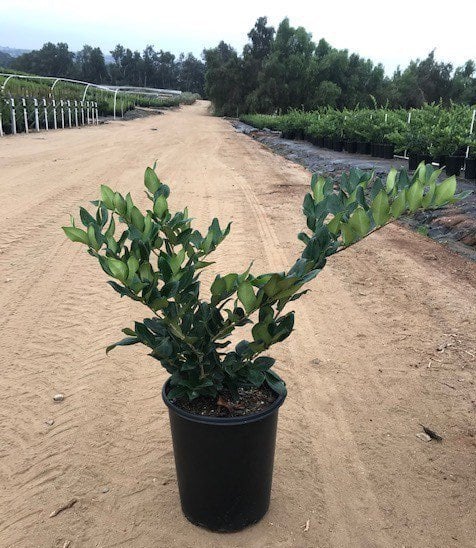 Photo for Ligustrum japonicum 'Texanum' (Waxleaf Privet)
