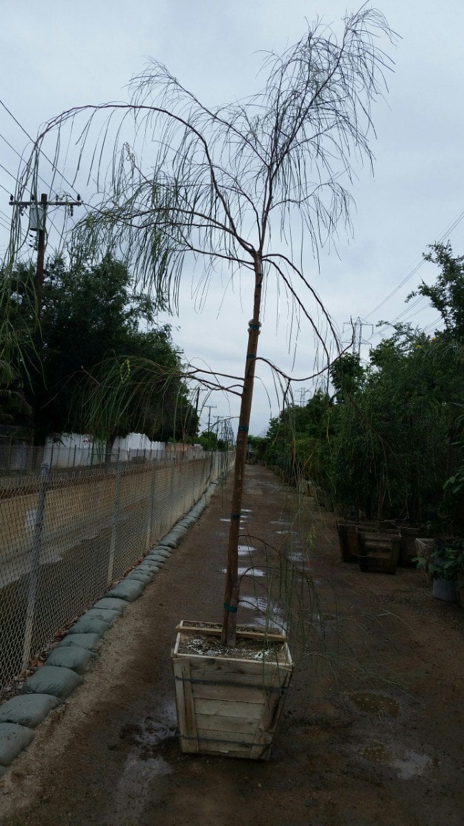Photo for Acacia stenophylla (Standard) (Shoe-String Acacia)