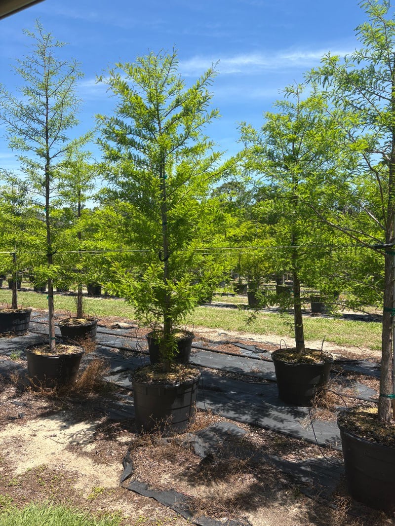 Photo for Taxodium distichum (Bald Cypress)