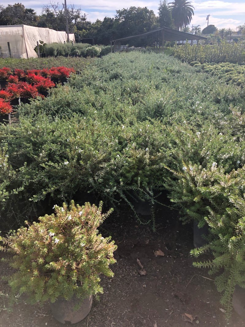 Photo for Westringia fruticosa 'Mundi' (Low Coast Rosemary)
