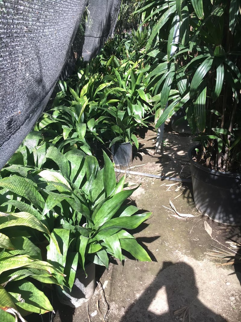 Photo for Aspidistra elatior (Cast Iron Plant)
