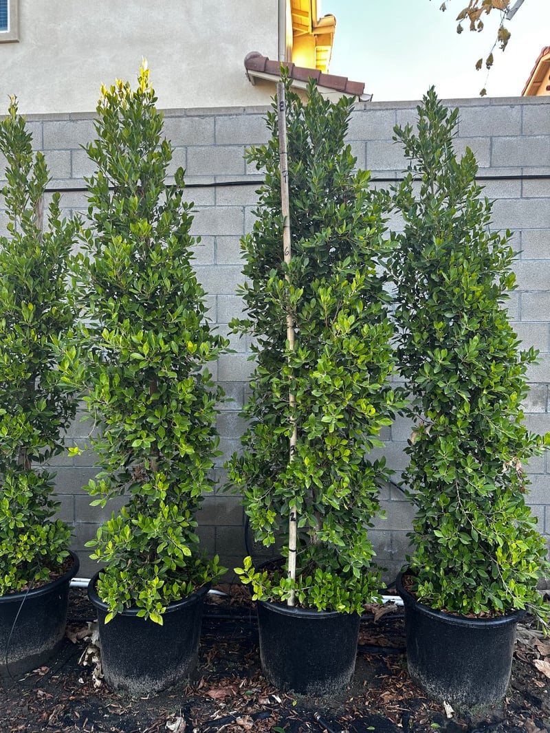 Photo for Ficus microcarpa nitida (Indian Laurel)