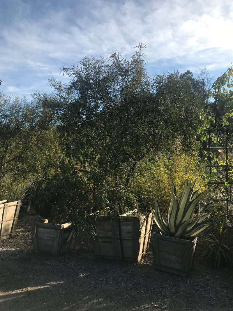 Photo for Rhus lancea (Multi) (African Sumac)