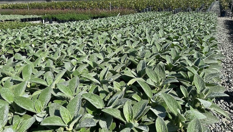 Photo for Stachys byzantina (Lamb's-Ears)
