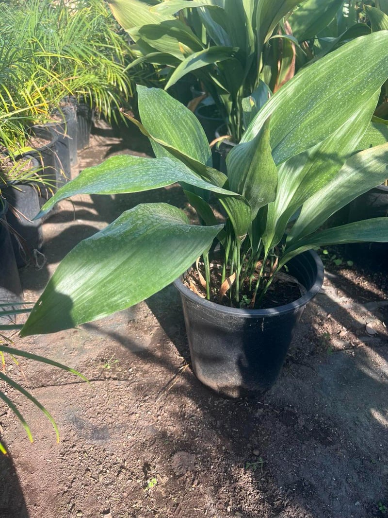 Photo for Aspidistra elatior (Cast Iron Plant)
