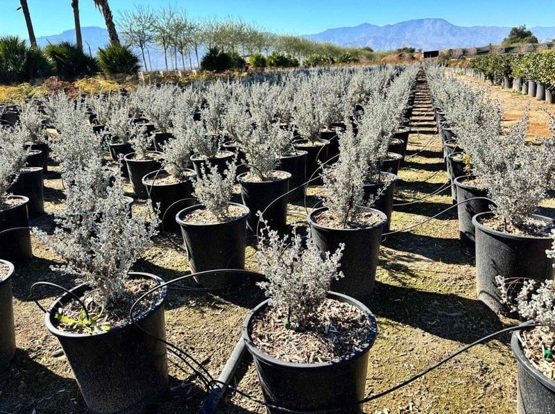 Photo for Teucrium x lucidrys (T. chamaedrys) (Wall Germander)