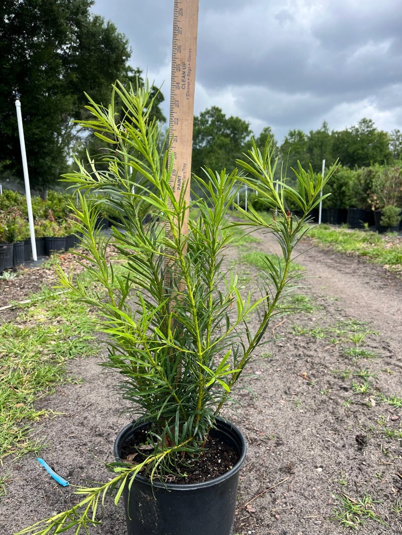 Photo for Podocarpus macrophyllus (Yew Pine)