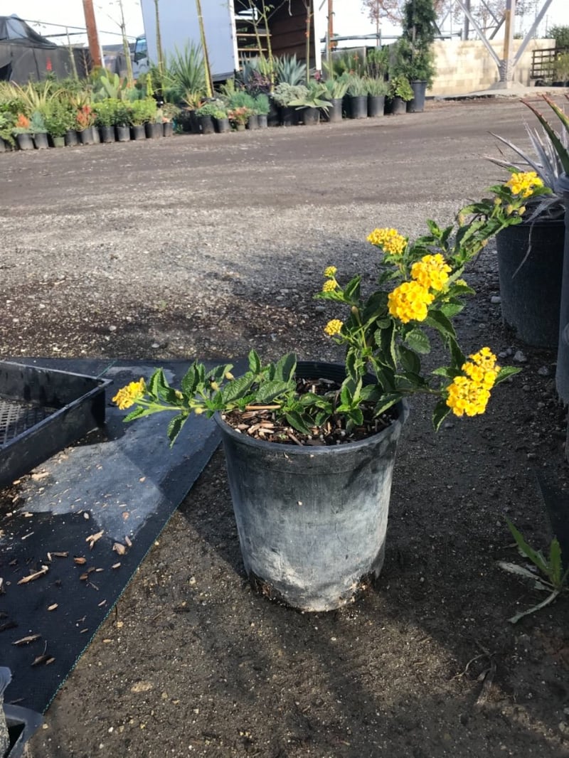 Photo for Lantana camara ‘Gold Mound’ (Gold Mound Lantana)