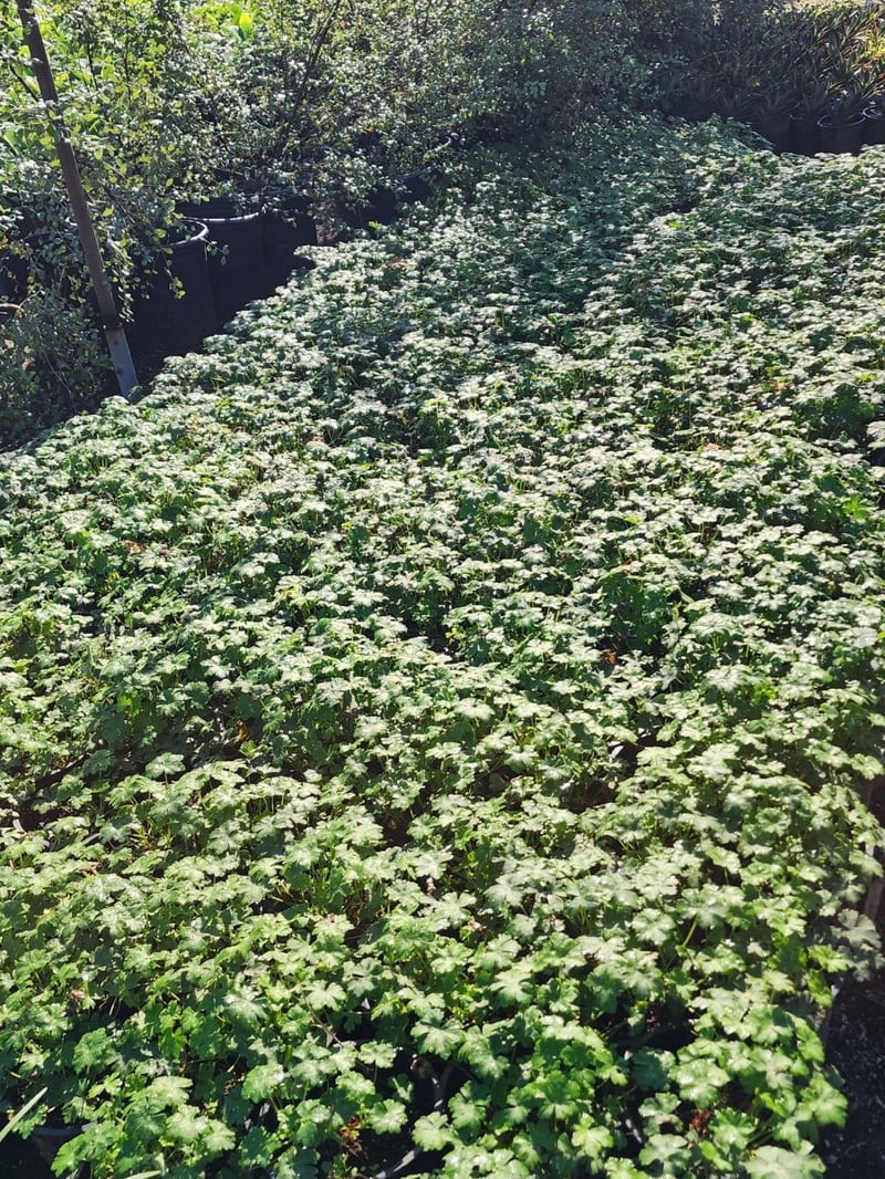 Photo for Geranium x cantabrigiense 'Biokovo' (Biokovo Cranesbill )