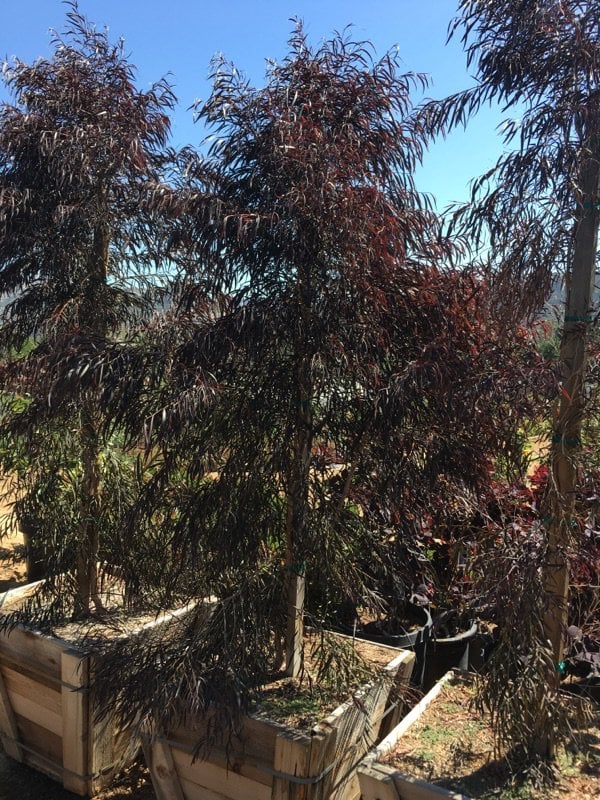 Photo for Agonis flexuosa 'Jervis Bay Afterdark' (After Dark Peppermint Tree)