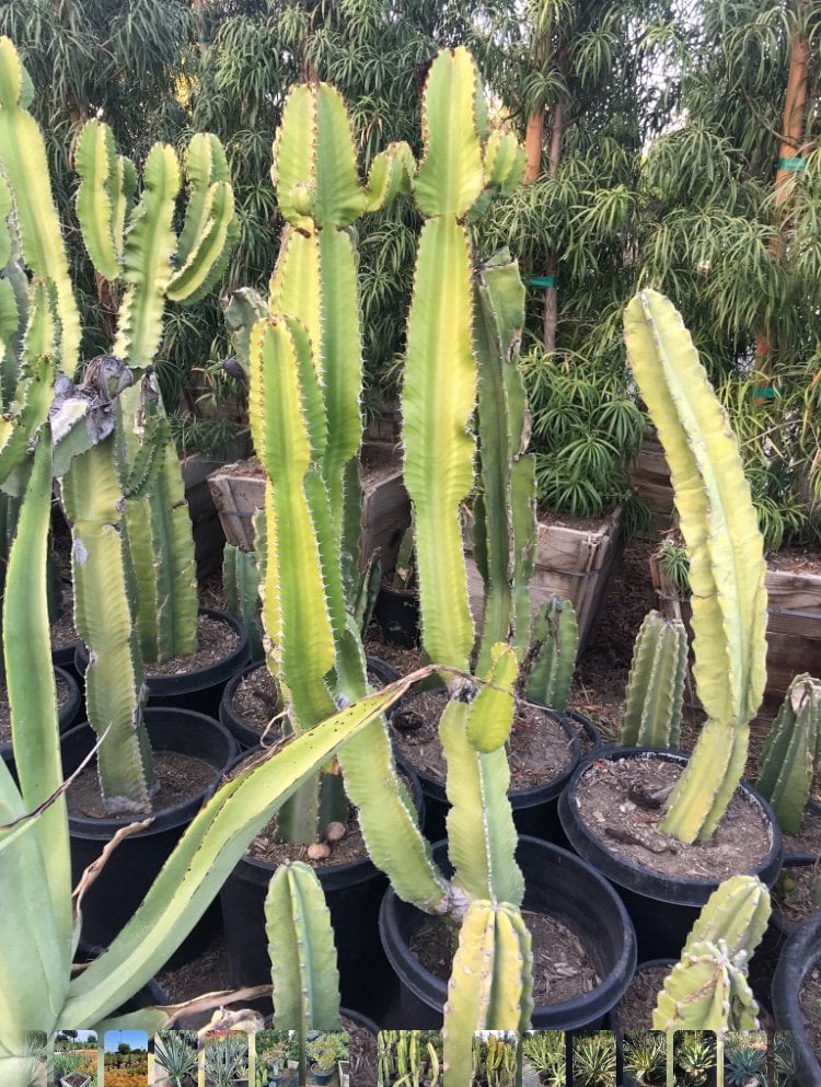 Photo for Euphorbia ingens (Candelabra Tree)