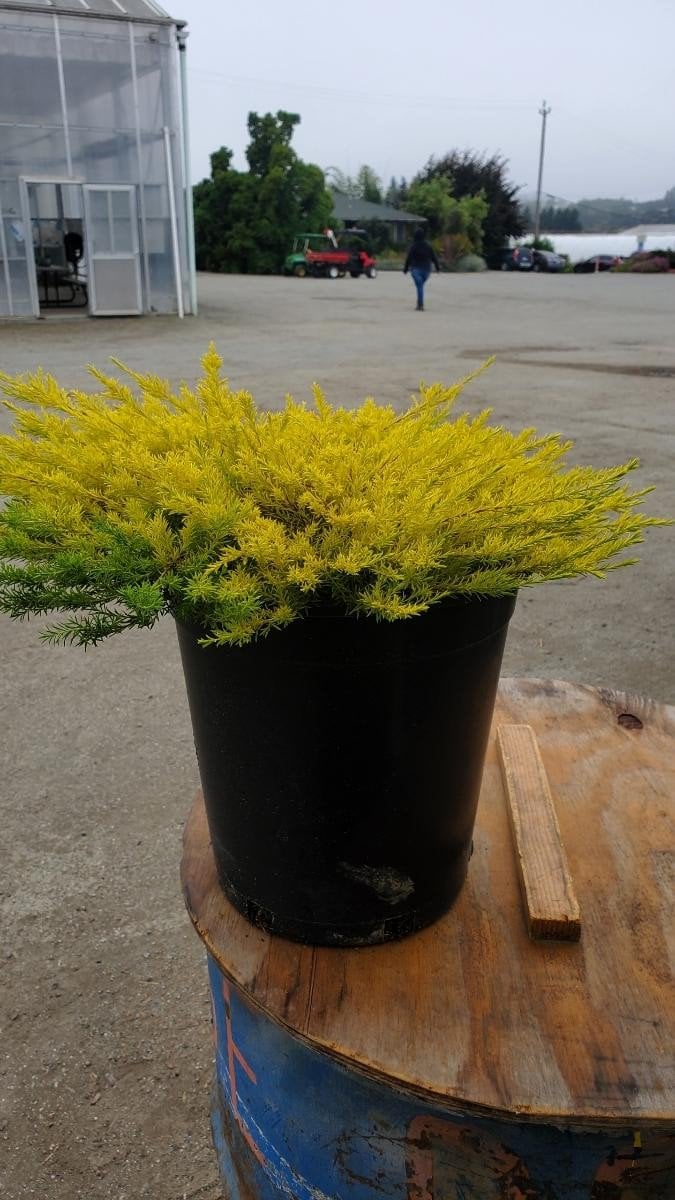 Photo for Coleonema pulchrum 'Sunset Gold' (Sunset Gold Breath of Heaven, Diosma)