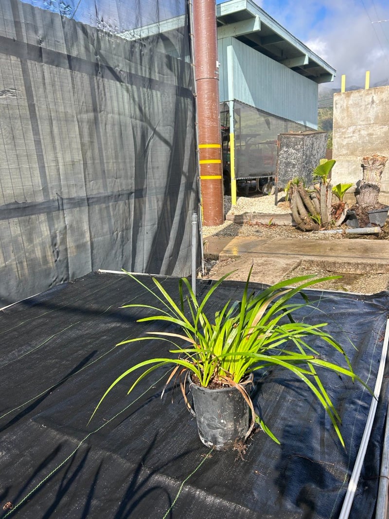 Photo for Anigozanthos 'Bush Dawn' (Yellow Kangaroo Paw)