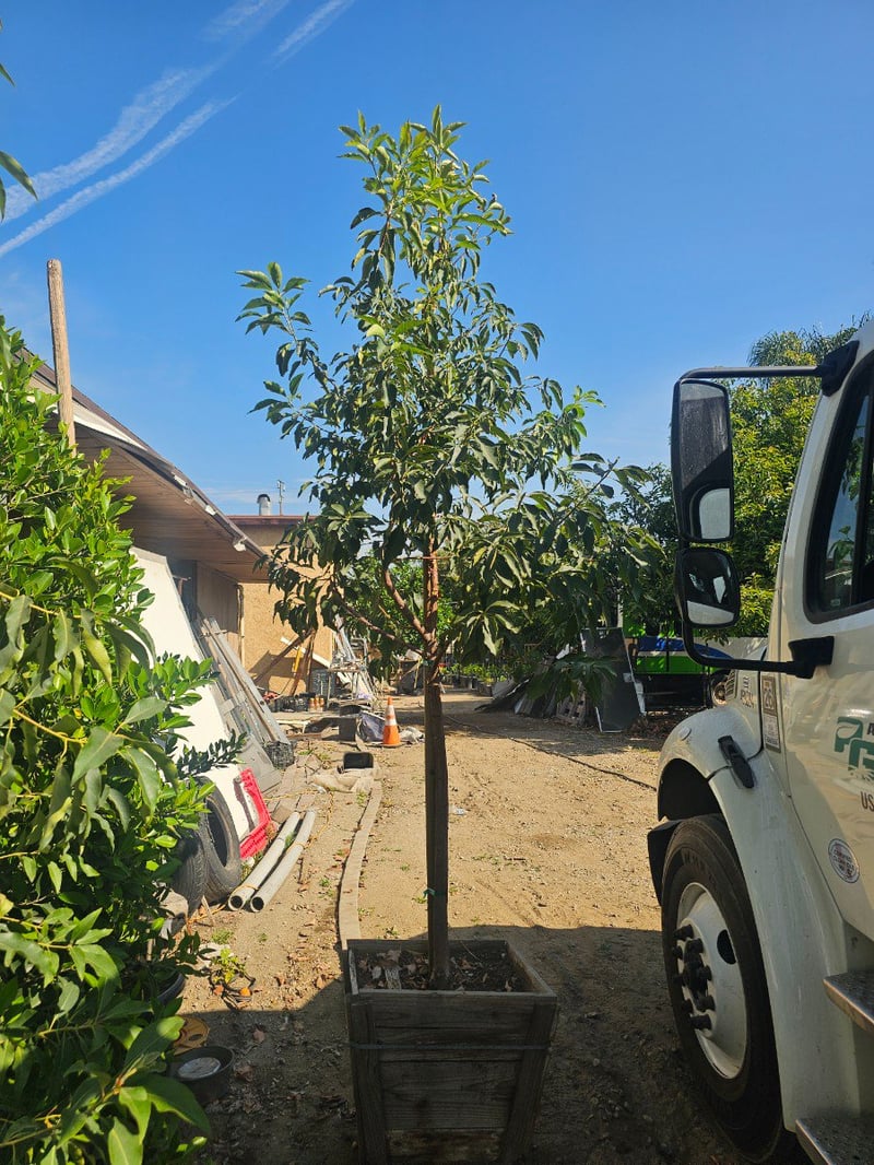 Photo for Lophostemon confertus (Standard) (Brisbane Box)