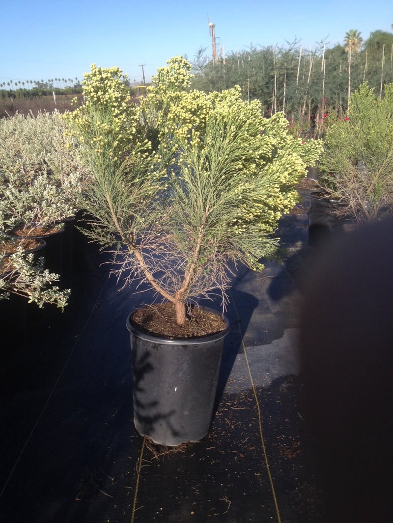 Photo for Baccharis hybrid 'Starn' (Thompson Desert Broom)