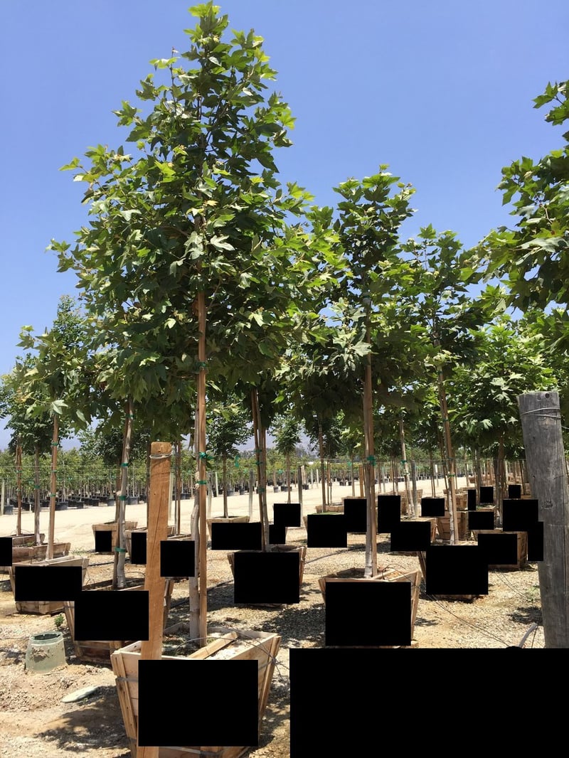 Photo for Platanus racemosa (Standard) (California Sycamore)