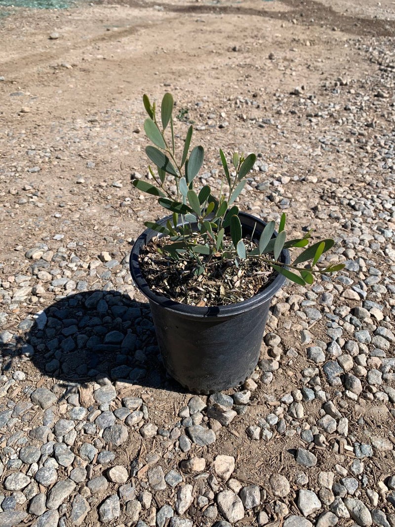Photo for Acacia redolens 'Low Boy' (Prostrate Acacia)