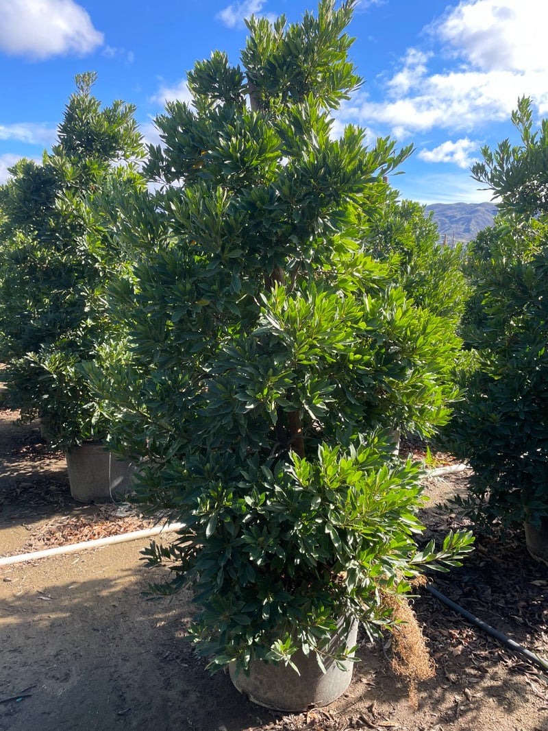 Photo for Elaeocarpus decipiens (Column) (Japanese Blueberry Tree)