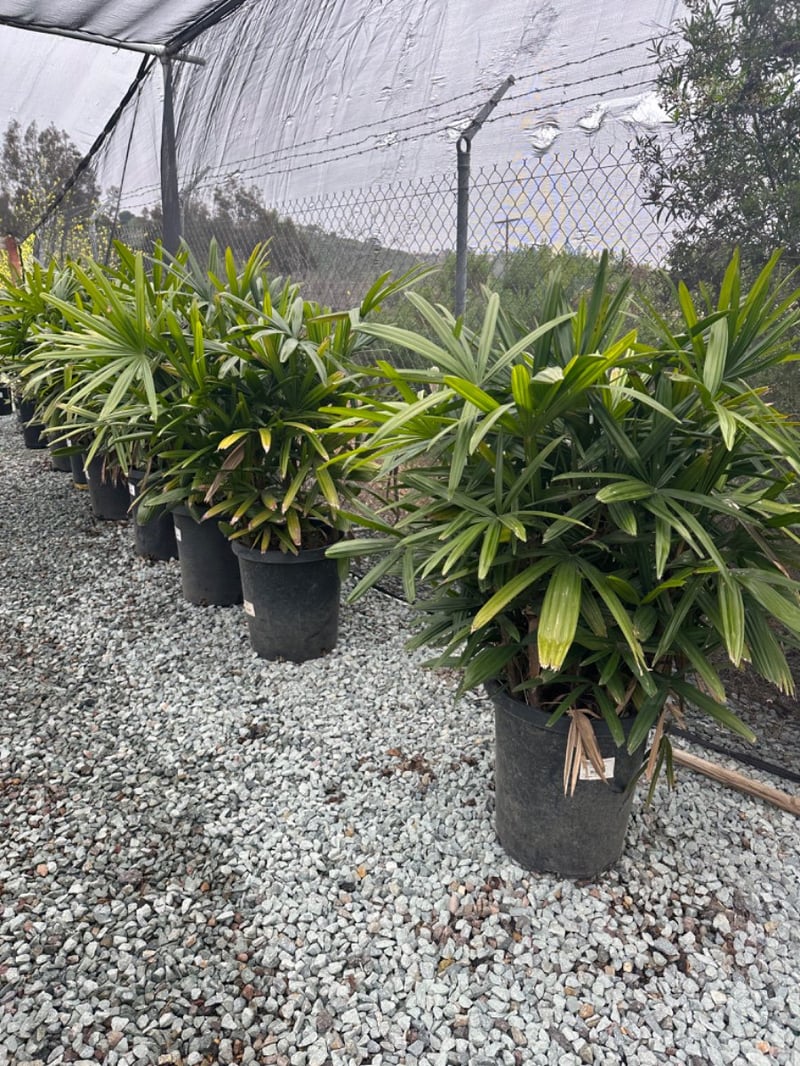 Photo for Rhapis excelsa (Lady Palm)