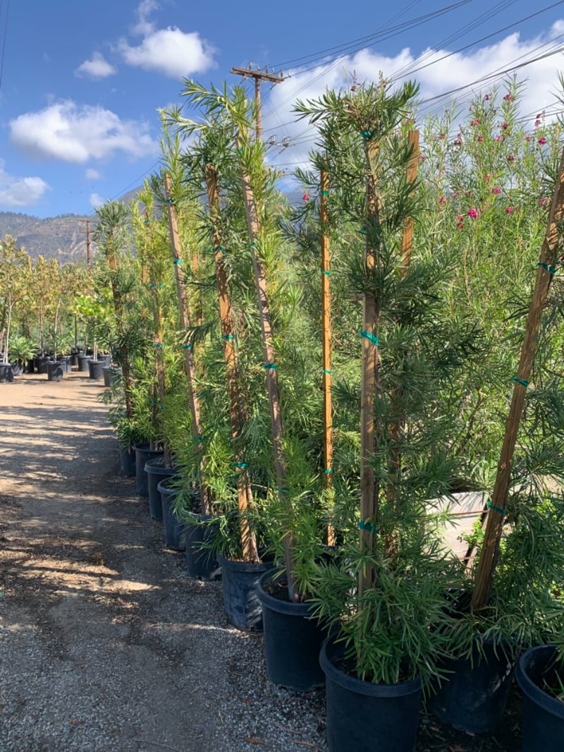 Photo for Podocarpus macrophyllus (Yew Pine)