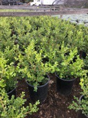 Photo for Buxus (Boxwood)
