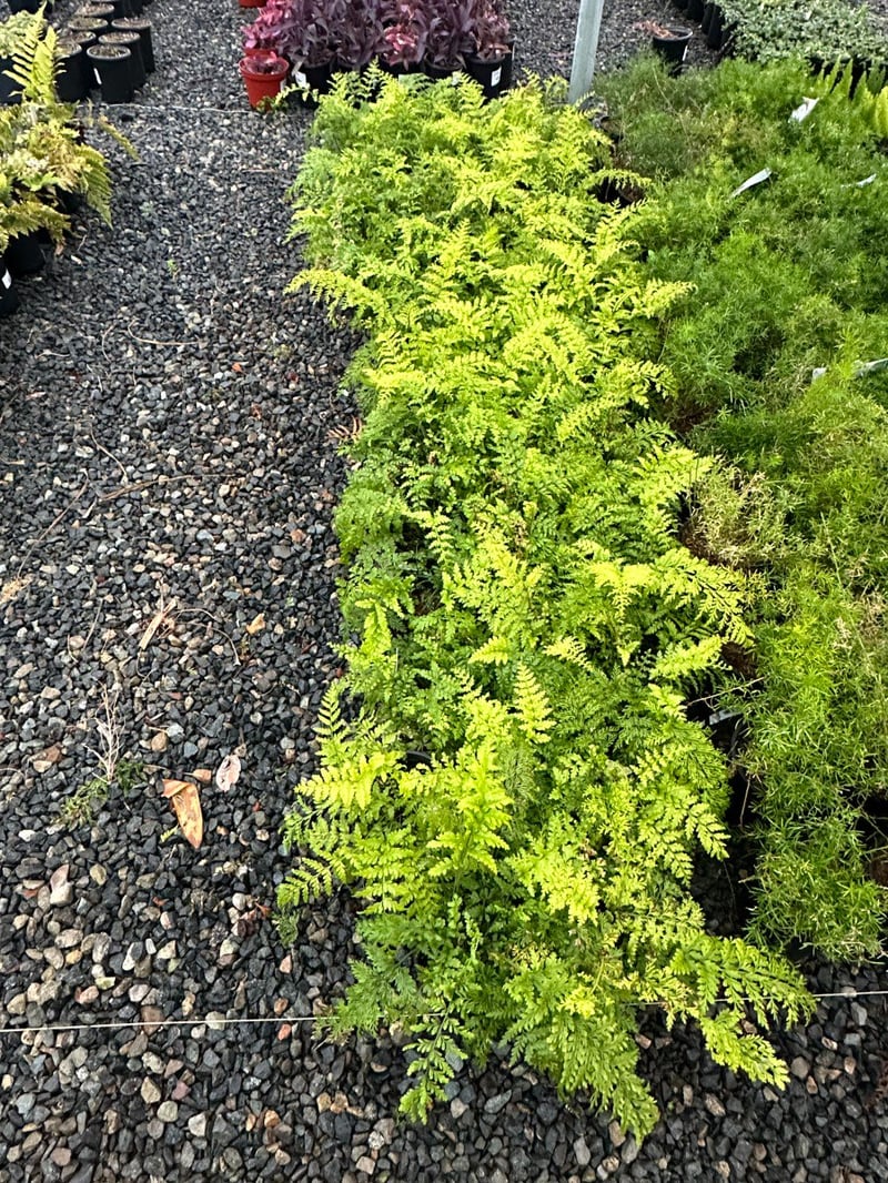 Photo for Asplenium bulbiferum (Mother Fern)