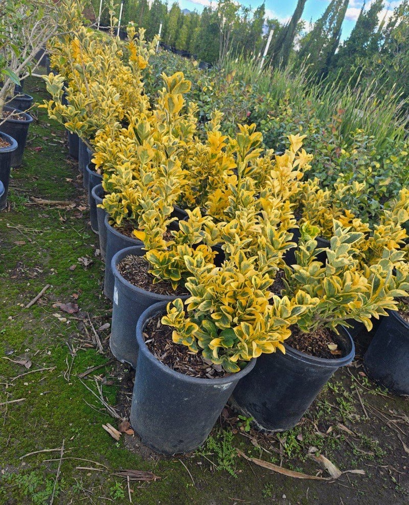 Photo for Euonymus japonicus 'Aureo-marginatus' (Golden Euonymus)