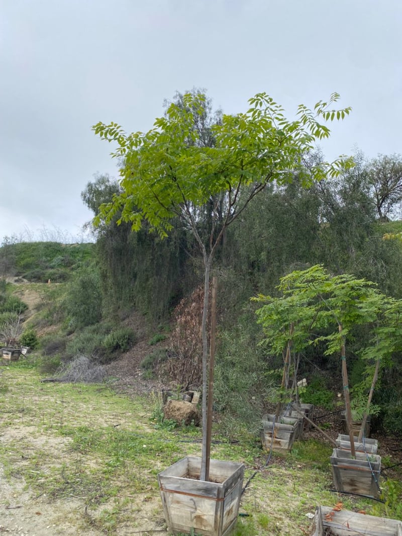 Photo for Koelreuteria bipinnata (Chinese Flame Tree)