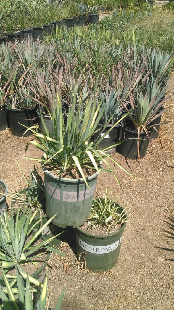 Photo for Yucca gloriosa 'Bright Star' (Bright Star Yucca)