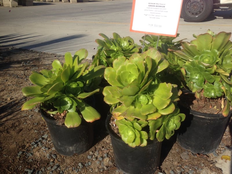 Photo for Aeonium 'Mint Saucer' (Green Aeonium)