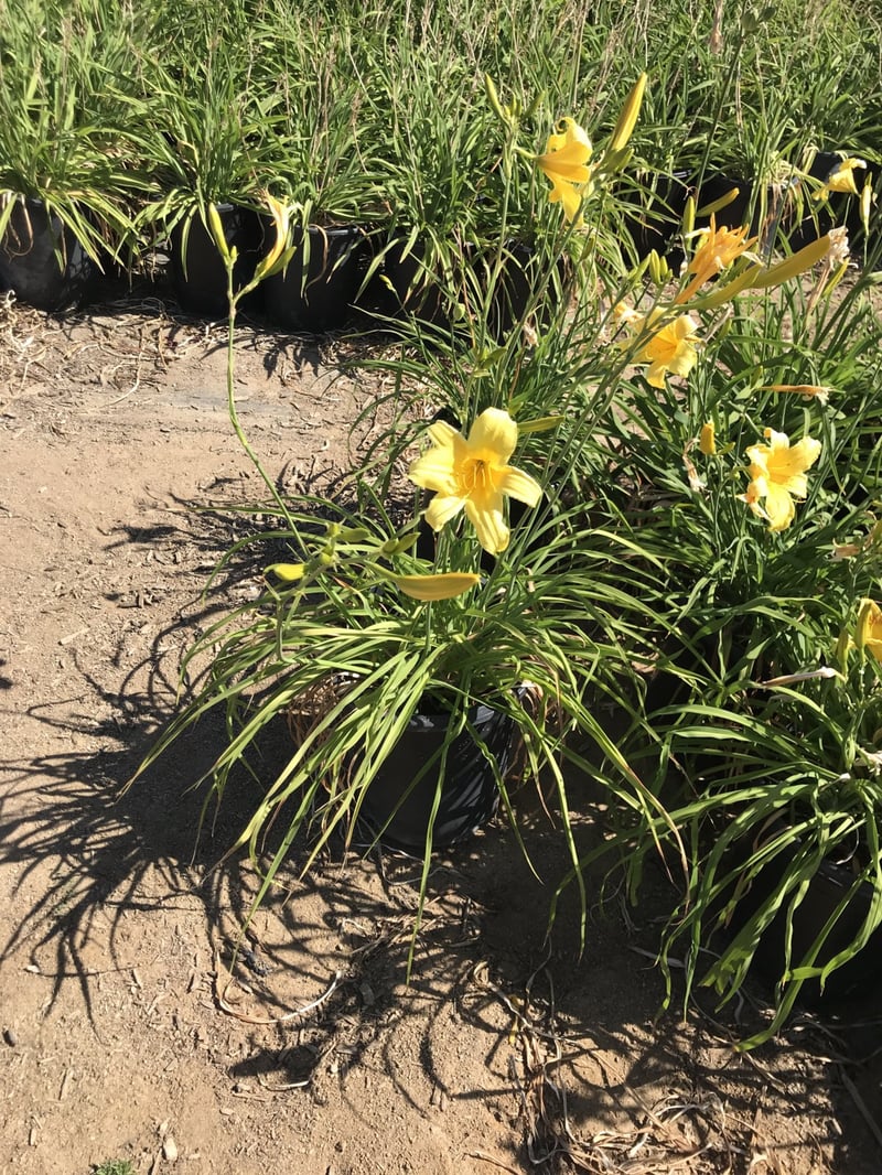 Photo for Hemerocallis 'Yellow' (Yellow Daylily)