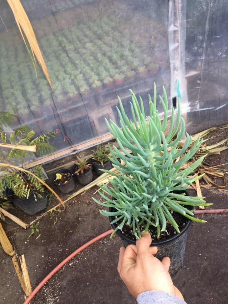 Photo for Senecio cylindricus (Narrow-Leaf Chalksticks)