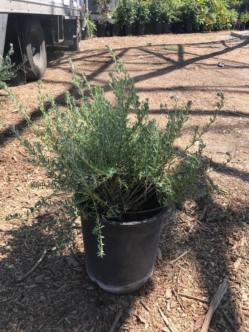 Photo for Westringia fruticosa 'Mundi' (Low Coast Rosemary)