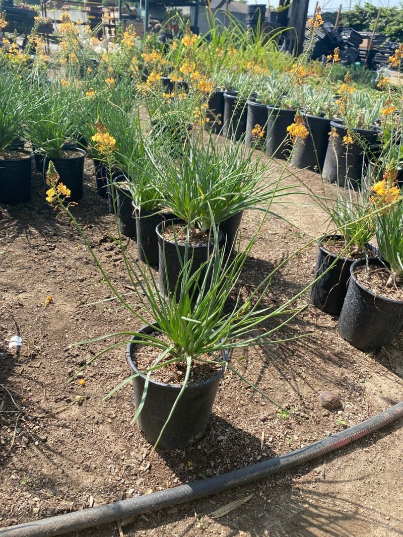 Photo for Bulbine frutescens 'Orange' (Stalked Bulbine)