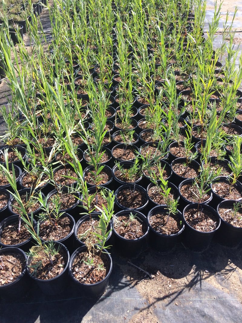 Photo for Salix exigua (Narrowleaf Willow)