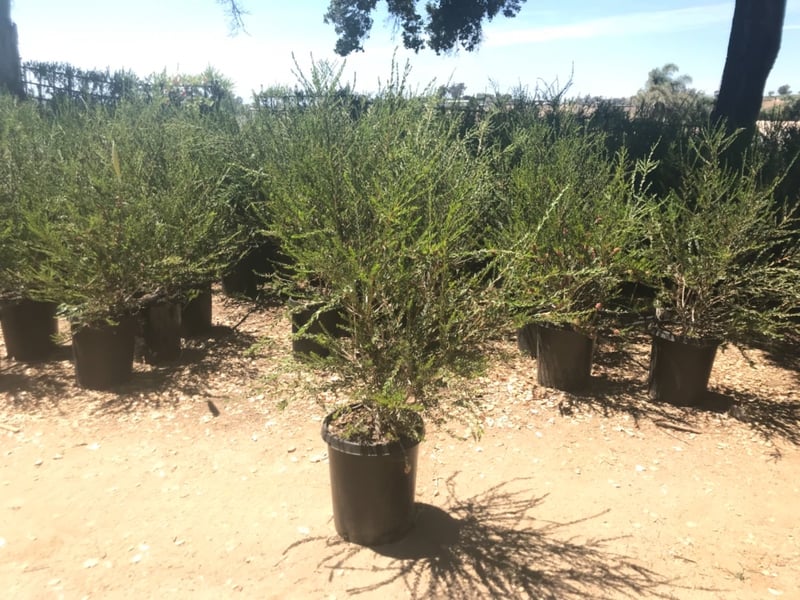 Photo for Melaleuca nesophila (Pink Melaleuca)